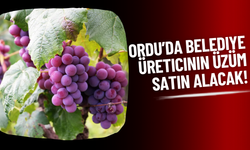 Ordu’da Belediye Üreticinin Üzüm Satın Alacak!
