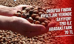 Ordu’da Fındık Fiyatları Yerinde Sayıyor! TMO ile Aradaki Fark 70 TL