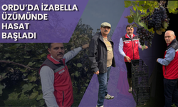 Ordu’da İzabella Üzümünde Hasat Başladı