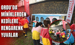 Ordu’da Miniklerden Kedilere Rengârenk Yuvalar