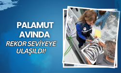 Palamut Avında Rekor Seviyeye Ulaşıldı!
