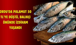 Ordu’da Palamut 50 TL’ye Düştü, Balıkçı Önünde İzdiham Yaşandı