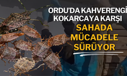 Ordu’da Kahverengi Kokarcaya Karşı Sahada Mücadele Sürüyor