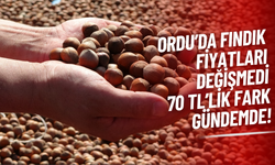 Ordu’da Fındık Fiyatları Değişmedi: 70 TL’lik Fark Gündemde!