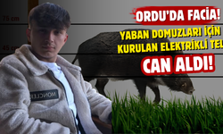 Ordu'da Facia! Yaban Domuzları İçin Kurulan Elektrikli Tel Can Aldı