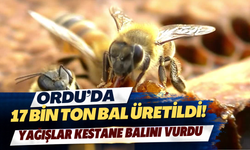 Ordu’da 17 Bin Ton Bal Üretildi! Yağışlar Kestane Balını Vurdu