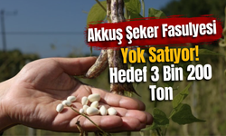 Akkuş Şeker Fasulyesi Yok Satıyor! Hedef 3 Bin 200 Ton