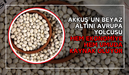 Akkuş’un Beyaz Altını Avrupa Yolcusu: Şeker Fasulyesi Hem Ekonomiye Hem Umuda Kaynak Oluyor