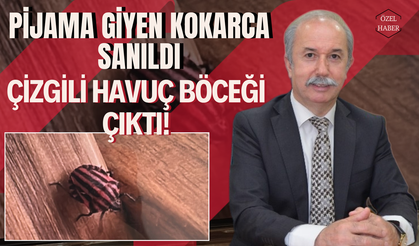 Pijama Giyen Kokarca Sanıldı, Çizgili Havuç Böceği Çıktı!