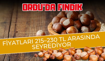 Ordu’da Fındık Fiyatları 215–230 TL Arasında Seyrediyor