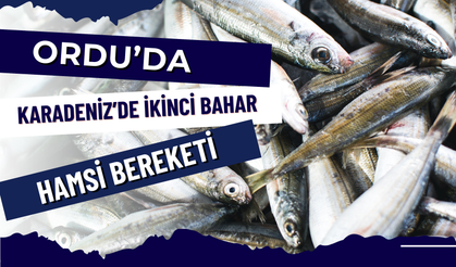 Karadeniz’de İkinci Bahar: Ordu’da Hamsi Bereketi