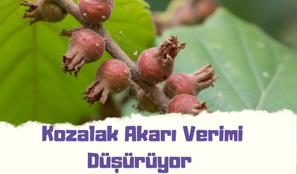 Fındıkta Gizli Tehdit: Kozalak Akarı Verimi Düşürüyor