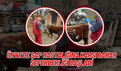 Ünye’de Şap Hastalığına Karşı Bahar Seferberliği Başladı