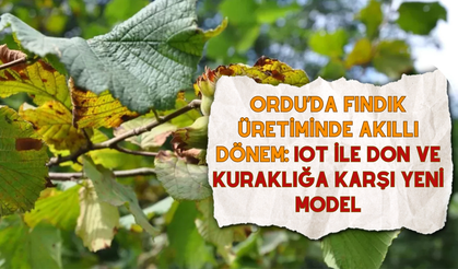 Ordu’da Fındık Üretiminde Akıllı Dönem: IoT ile Don ve Kuraklığa Karşı Yeni Model