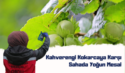 Fatsa’da Fındık İçin Alarm: Kahverengi Kokarcaya Karşı Sahada Yoğun Mesai