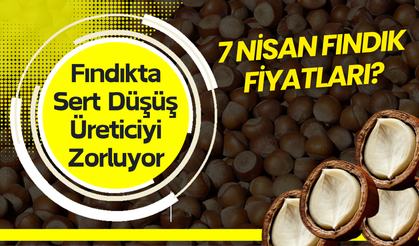 Fındıkta Sert Düşüş Üreticiyi Zorluyor