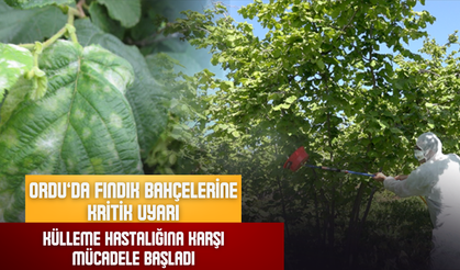 Ordu’da Fındık Bahçelerine Kritik Uyarı: Külleme Hastalığına Karşı Mücadele Başladı