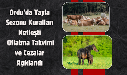 Ordu’da Yayla Sezonu Kuralları Netleşti: Otlatma Takvimi ve Cezalar Açıklandı