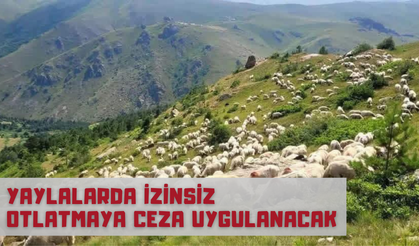 Yaylalarda İzinsiz Otlatmaya Ceza Uygulanacak