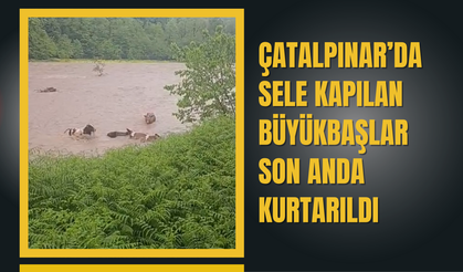 Çatalpınar’da Sele Kapılan Büyükbaşlar Son Anda Kurtarıldı