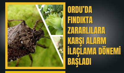 Ordu’da Fındıkta Zararlılara Karşı Alarm: İlaçlama Dönemi Başladı