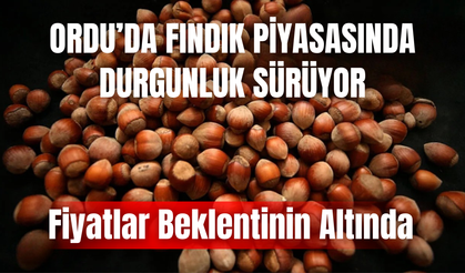Ordu’da Fındık Piyasasında Durgunluk Sürüyor: Fiyatlar Beklentinin Altında