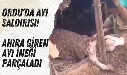 ORDU’DA AYI SALDIRISI: AHIRA GİREN AYI İNEĞİ PARÇALADI