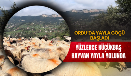Ordu’da Yayla Göçü Başladı: Yüzlerce Küçükbaş Hayvan Yayla Yolunda