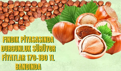 Fındık Piyasasında Durgunluk Sürüyor: Fiyatlar 170–180 TL Bandında