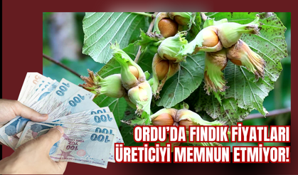 Ordu’da Fındık Fiyatları Üreticiyi Memnun Etmiyor!
