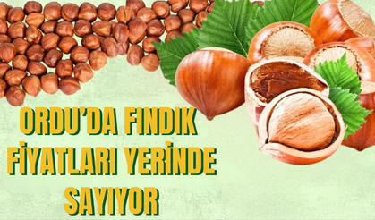 Ordu’da Fındık Fiyatları Yerinde Sayıyor