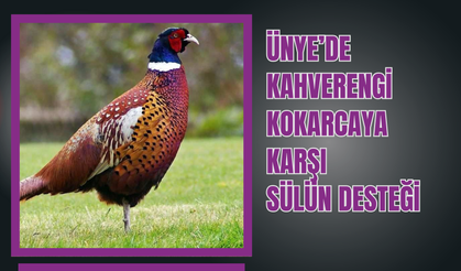 Ünye’de Kahverengi Kokarcaya Karşı Sülün Desteği