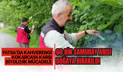 FATSA’DA KAHVERENGİ KOKARCAYA KARŞI BİYOLOJİK MÜCADELE: 60 BİN SAMURAY ARISI DOĞAYA BIRAKILDI
