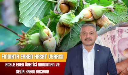 Fındıkta Erken Hasat Uyarısı: Acele Eden Üretici Randıman ve Gelir Kaybı Yaşıyor