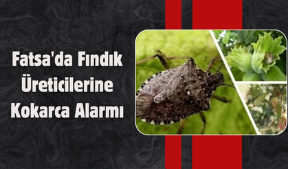 Fatsa'da Fındık Üreticilerine Kokarca Alarmı: Hasada Kadar Kontroller Sürmeli