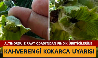 Altınordu Ziraat Odası'ndan Fındık Üreticilerine Kahverengi Kokarca Uyarısı