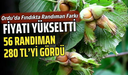 Ordu’da Fındıkta Randıman Farkı Fiyatı Yükseltti: 56 Randıman 280 TL’yi Gördü