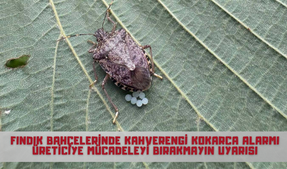 Fındık Bahçelerinde Kahverengi Kokarca Alarmı: Üreticiye Mücadeleyi Bırakmayın Uyarısı