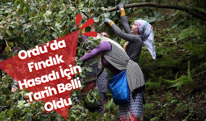 Ordu’da Fındık Hasadı İçin Tarih Belli Oldu