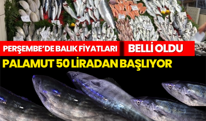 Perşembe’de Balık Fiyatları Belli Oldu: Palamut 50 Liradan Başlıyor