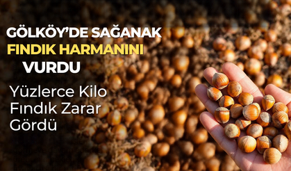 Gölköy’de Sağanak Fındık Harmanını Vurdu: Yüzlerce Kilo Fındık Zarar Gördü