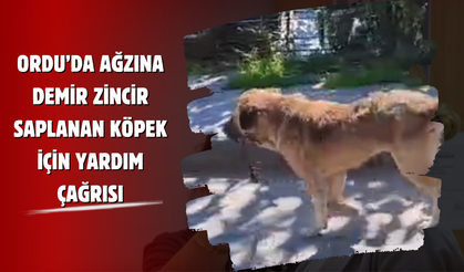 Ordu’da Ağzına Demir Zincir Saplanan Köpek İçin Yardım Çağrısı