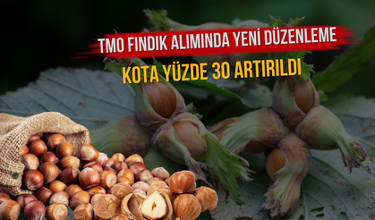 TMO Fındık Alımında Yeni Düzenleme: Kota Yüzde 30 Artırıldı