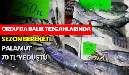 Ordu’da Balık Tezgahlarında Sezon Bereketi: Palamut 70 TL’ye Düştü