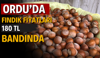 Ordu’da Fındık Fiyatları 180 TL Bandında