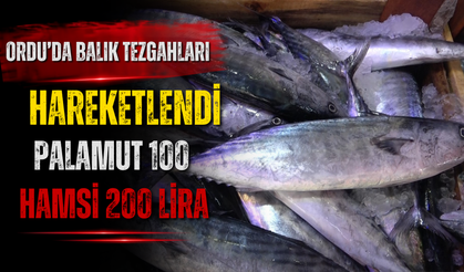 ORDU’DA BALIK TEZGAHLARI HAREKETLENDİ: PALAMUT 100, HAMSİ 200 LİRA