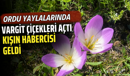 Ordu Yaylalarında Vargit Çiçekleri Açtı: Kışın Habercisi Geldi