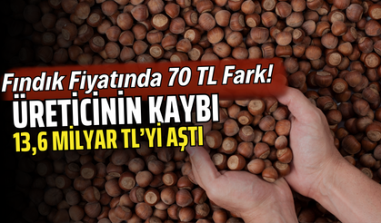 Ordu’da Fındık Fiyatında 70 TL Fark! Üreticinin Kaybı 13,6 Milyar TL’yi Aştı