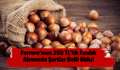 Ferrero’nun 250 TL’lik Fındık Alımında Şartlar Belli Oldu!