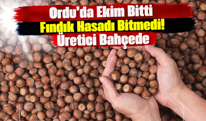 Ordu’da Ekim Bitti, Fındık Hasadı Bitmedi! Üretici Bahçede